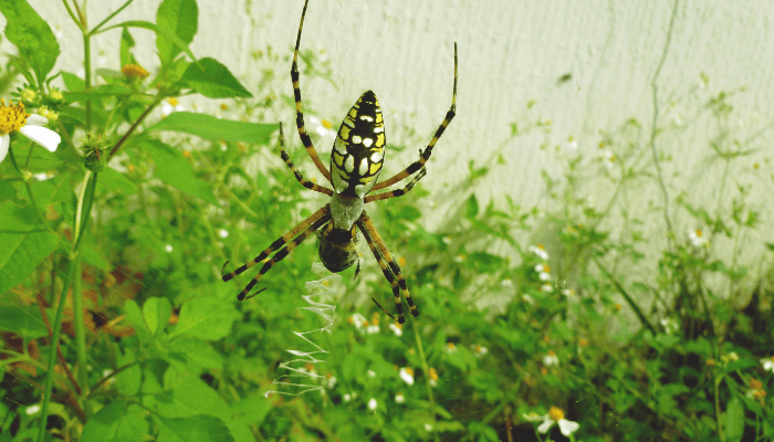Are Garden Spiders Poisonous? What You Should Know