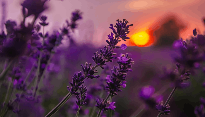 Herb Garden: Complete Guide to Growing Aromatic Herbs