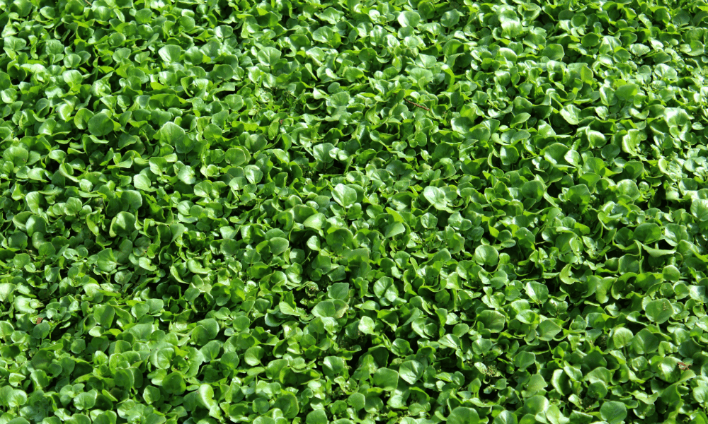 Best Aquatic Plants for Ponds: Full Planting Guide