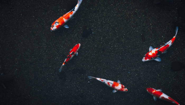 Best Fish for Ponds: Types, Care Tips & Expert Advice