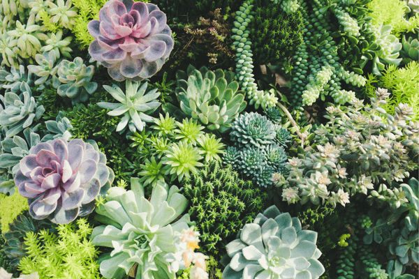 Best Landscape Design Company