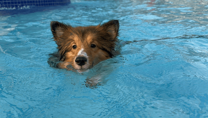 Best Swimming Pool Cleaners for 2026
