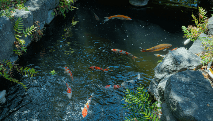 Biological Filters: Complete Guide to Natural Water Purification
