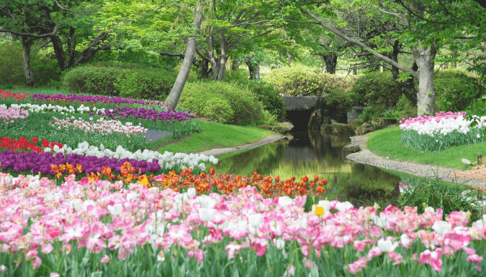 Flower Gardening for Beginners: Easy Guide to Get Started