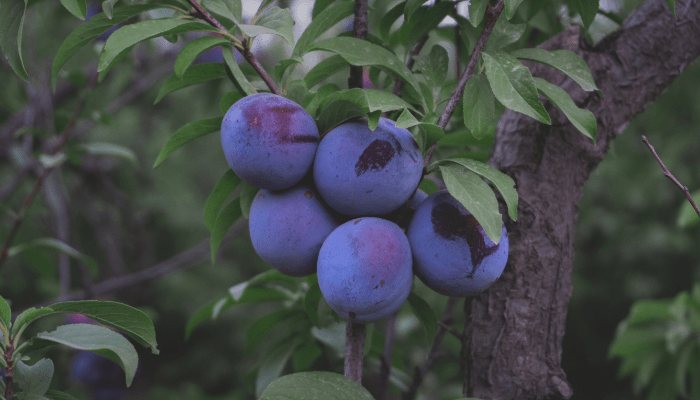 Fruit Gardening for Beginners: Grow at Home Easily