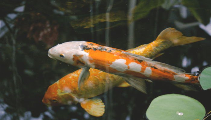 How to Build and Care for a Garden Ponds with Fish