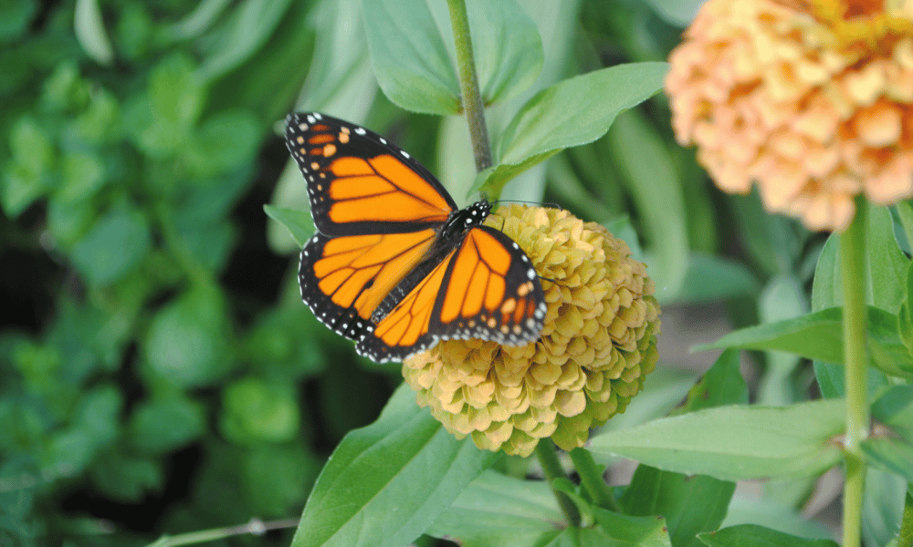 Gardening in the Rain: Smart Tips for Wet Weather