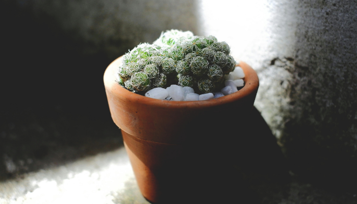 Gardening in the Shade: Plants and Design Tips