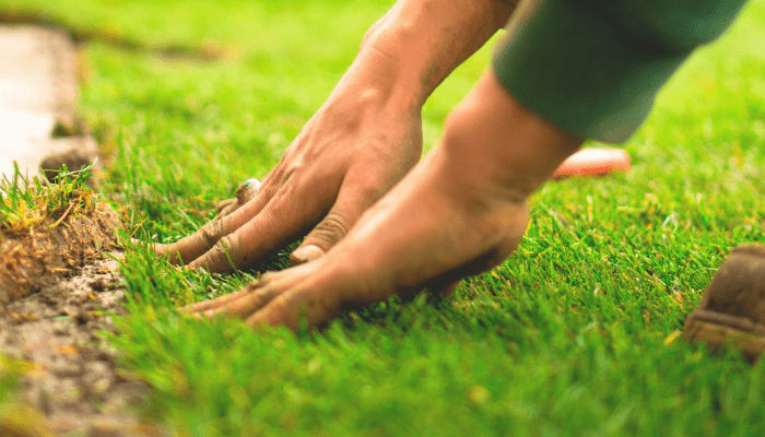 How Long to Grow a Lawn From Seed? Full Timeline Guide