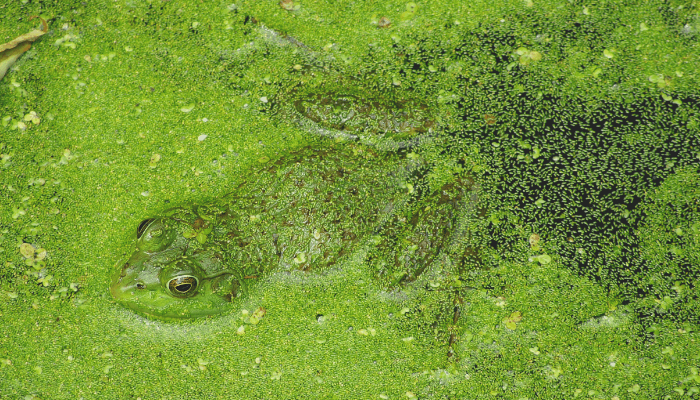 How to Clean a Pool of Algae: Complete Removal Guide