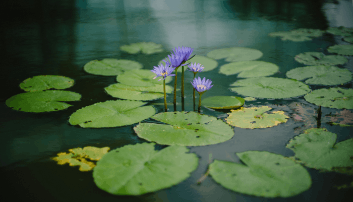 What is a Hydrophyte? Complete Guide to Aquatic Plants