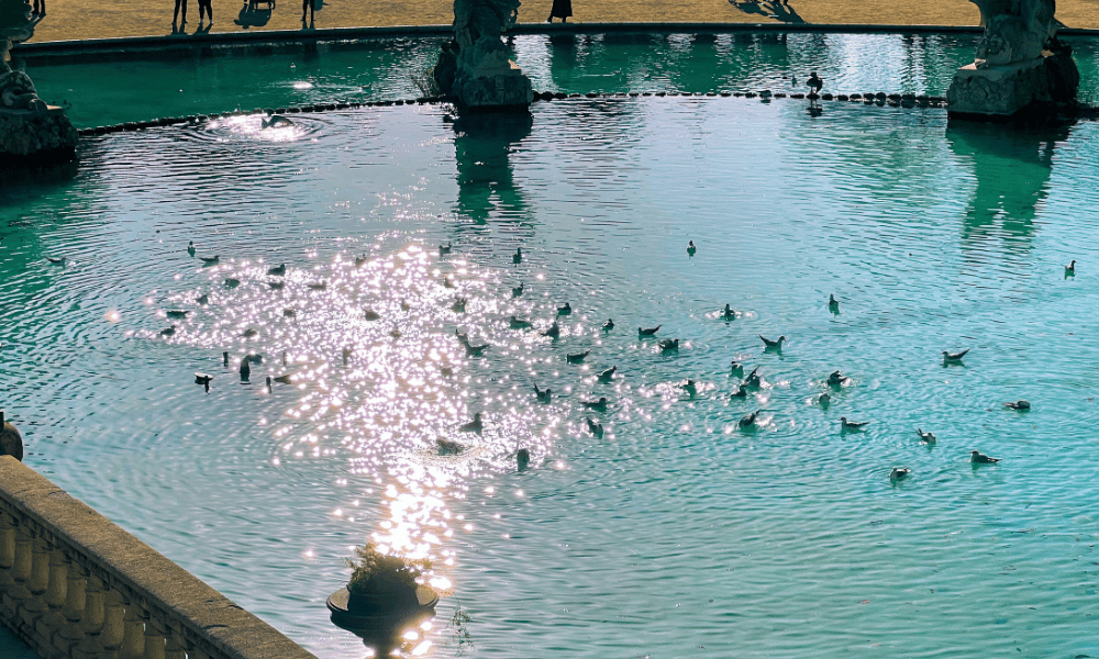 Transform Your Backyard with the Best Inground Pools
