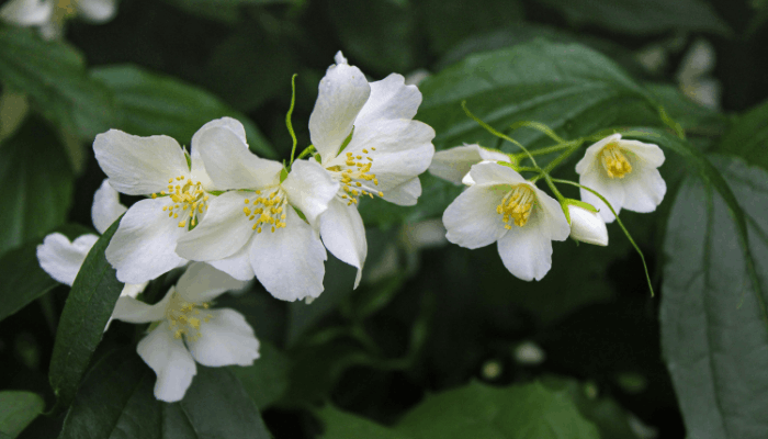 Jasmine vs Wisteria: Complete Guide to Climbing Plants