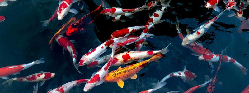 Koi Fish Mastery: History, Care, and Designing a Perfect Pond