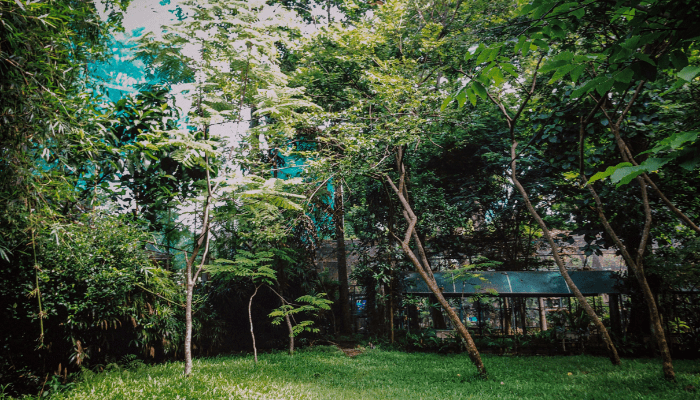 Jardim Sem Mosquitos: Melhores Plantas & Repelentes Naturais