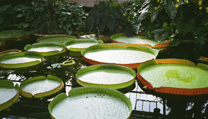Mosquito Free Garden: Best Plants & Natural Repellents