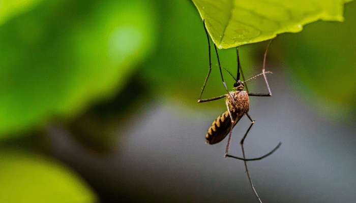 Mosquito Prevention: Complete Guide for Pools and Gardens
