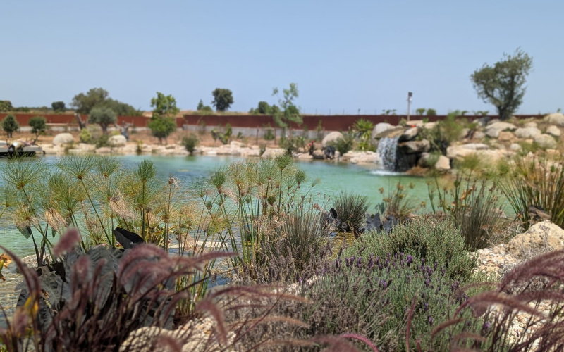 Natural Pool Ideas for Sustainable, Chemical-Free Swimming