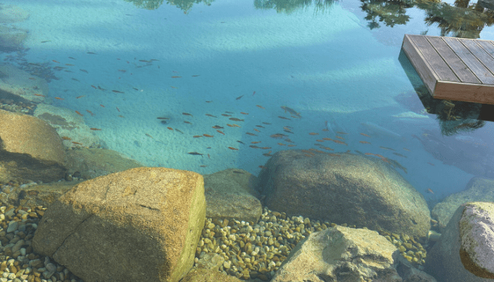 Natural Pools in Portugal: Cost, Design and Benefits