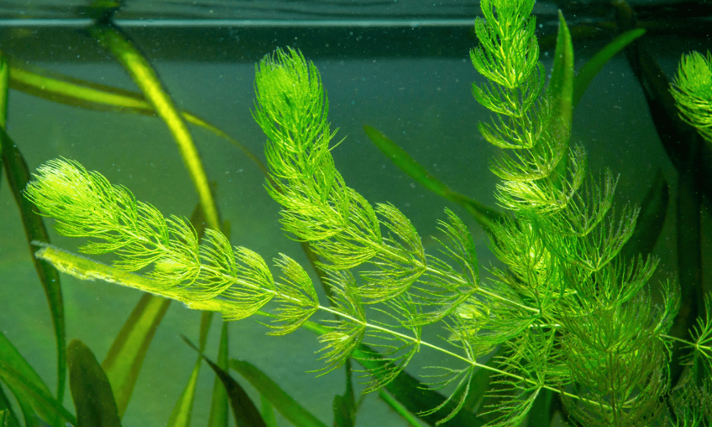Melhores Plantas Oxigenadoras para Lagos Pequenos