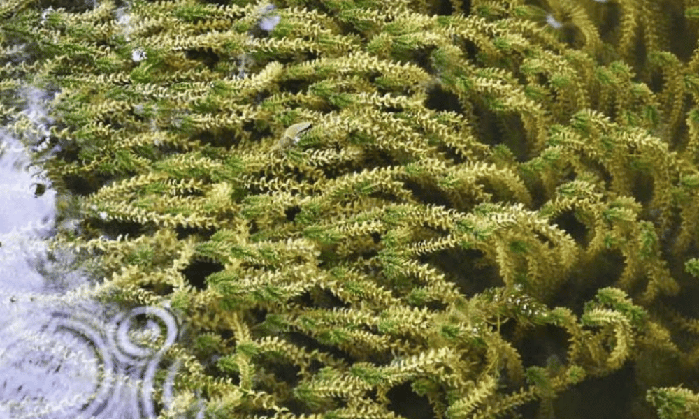 Best Oxygenating Plants for Small Ponds