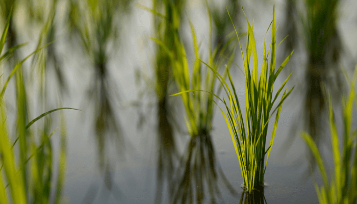 Best Pond Plants: Transform Your Water Garden