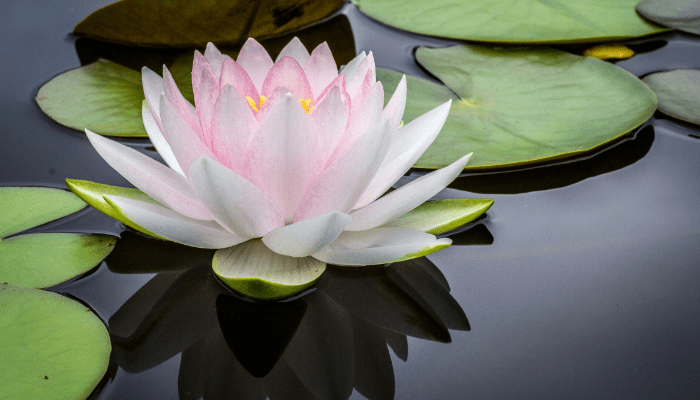 Melhores Plantas para Lagos: Transforme o Seu Jardim