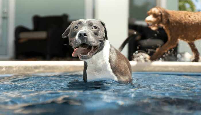 Pool Safety for Dogs: Tips to Keep Your Pup Safe This Summer