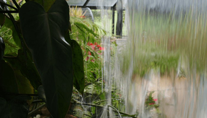 Jardins de Chuva: Benefícios, Plantas, Drenagem e Design