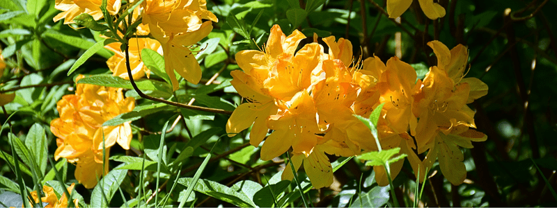 Brighten Up Your Space with These Small Shade-Loving Plants