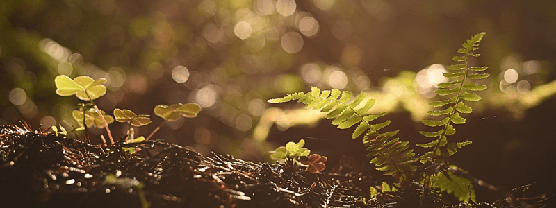Ilumine os Seus Espaços com Plantas que Amam Sombra