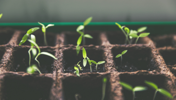Sustainability in Portugal: Progress, Challenges & Future