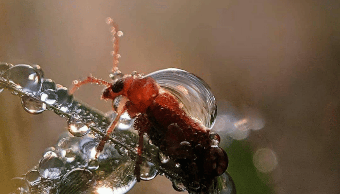 Swimming Pool Insects: Identify, Remove & Prevent Bugs