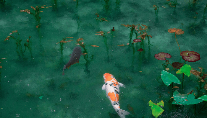 Types of Fish for Pond: Koi, Goldfish & Compatible Species