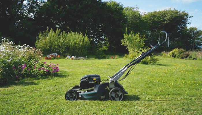 Types of Lawn: Best Grass Varieties for Your Yard