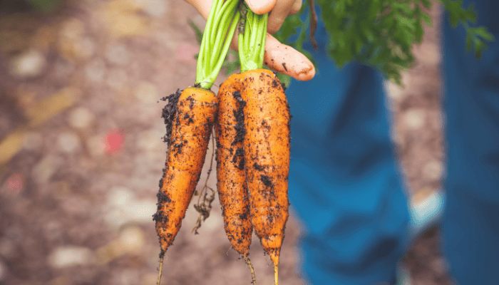 Vegetable Gardening Guide 2026: Start Growing Easily