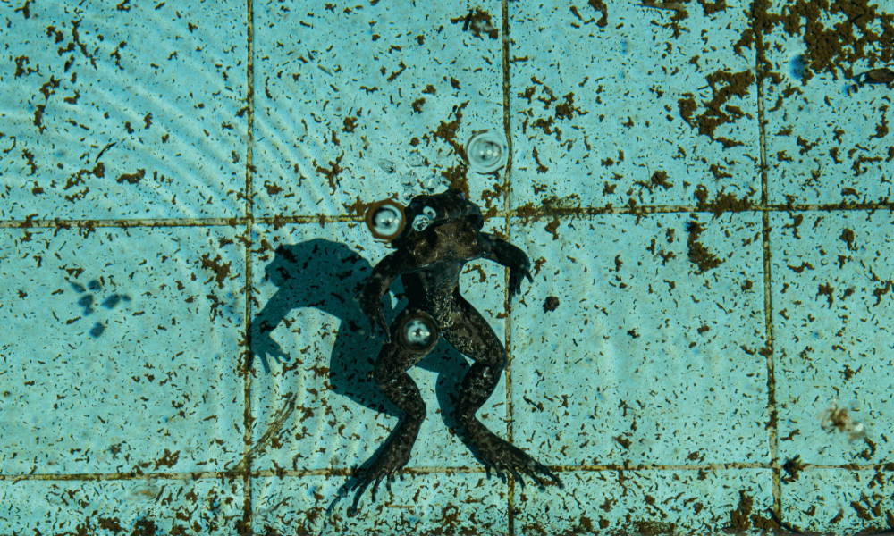 Como Limpar um Ralo de Piscina: Guia Completo para Cada Tipo