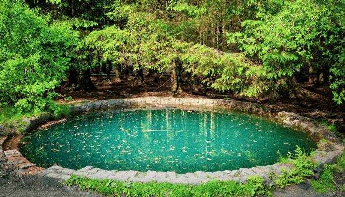 What is Phytodepuration? Natural Wastewater Treatment Guide