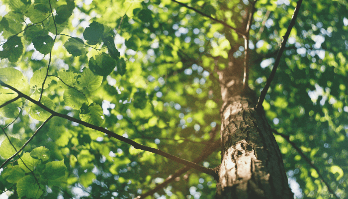 What Is Phytoncide? Nature's Healing Volatile Compounds