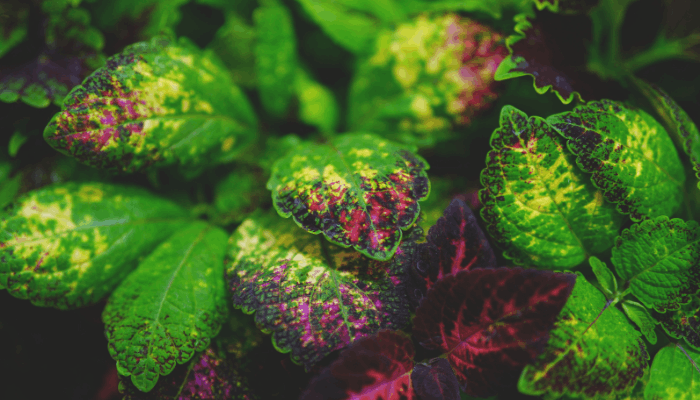 What Is Phytotoxicity? Chemical Damage to Plants Explained