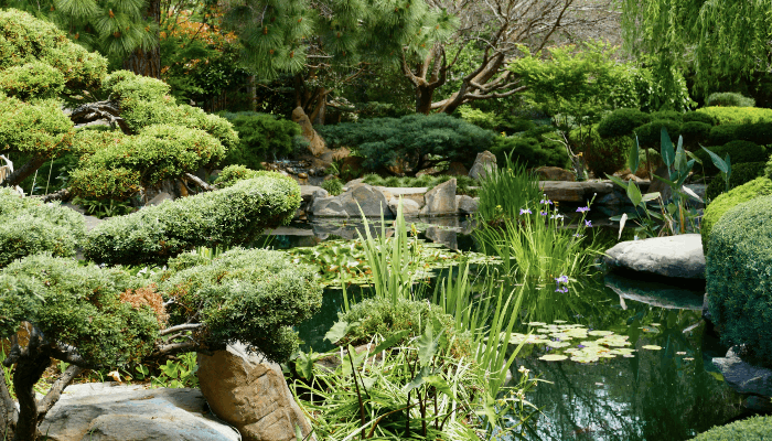 Regeneration Zone: Natural Pool Biological Filtration Guide