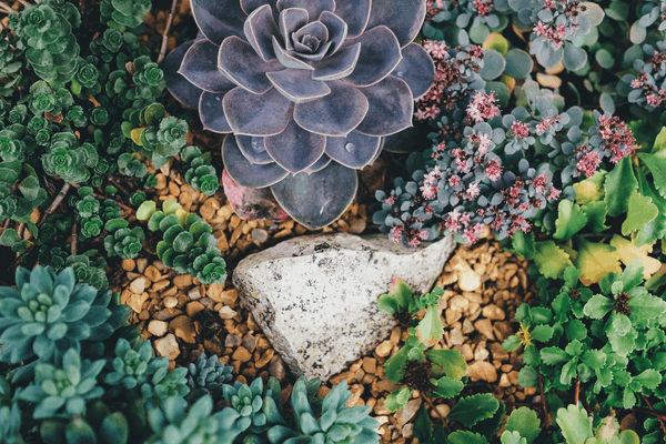 Xerophytic Plants: Adaptations & Best Species for Portugal